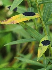 Asteromyia euthamiae