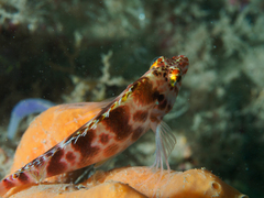 Cirrhitichthys aprinus