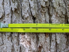 Fraxinus quadrangulata