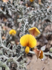 Adesmia aegiceras