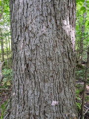Fraxinus quadrangulata