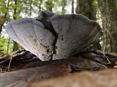 Phellodon niger