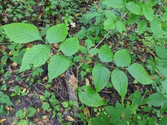 Fraxinus quadrangulata