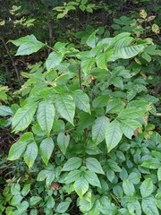 Fraxinus quadrangulata