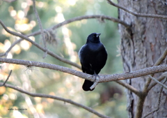 Molothrus rufoaxillaris