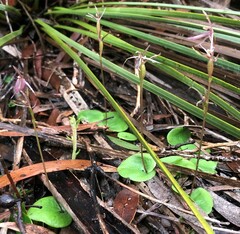 Cyrtostylis robusta
