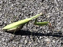 Mantis religiosa