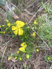Hibbertia linearis