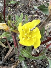 Oenothera biennis
