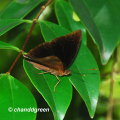 Rohana parisatis staurakius