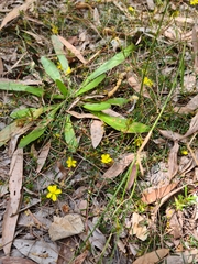 Hibbertia acicularis