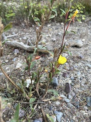 Oenothera biennis