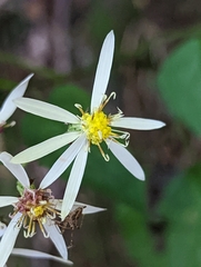 Eurybia