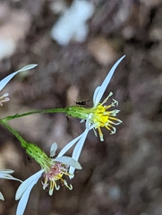 Eurybia