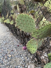 Opuntia lindheimeri
