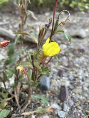 Oenothera biennis