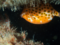 Anoplocapros inermis