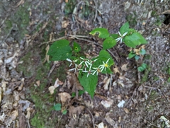 Eurybia