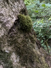 Dicranum fuscescens