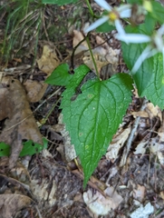 Eurybia