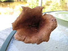 Lactarius helvus