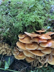 Kuehneromyces