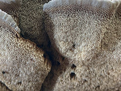 Phellodon niger