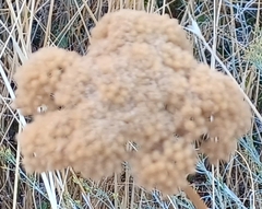 Achillea filipendulina
