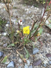 Oenothera biennis