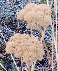 Achillea filipendulina