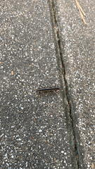 Asiomorpha coarctata