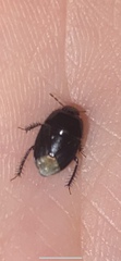 Pangaeus bilineatus