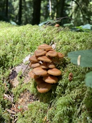 Kuehneromyces