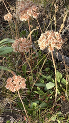Eriogonum heracleoides