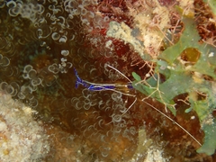 Ancylomenes pedersoni