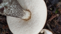 Leccinum snellii