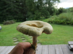 Lactarius deterrimus