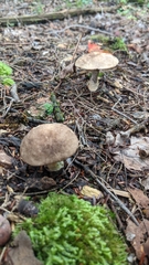Leccinum snellii