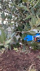 Olea europaea