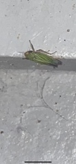 Xyphon reticulatum