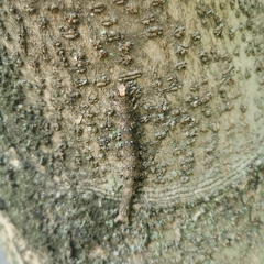 Hypopyra vespertilio