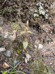 Swertiinae