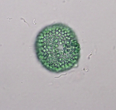Coelosphaerium aerugineum