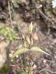 Swertiinae