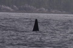 Orcinus orca