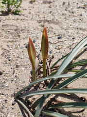 Zephyranthes bagnoldii