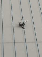 Aedes albopictus