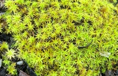 Pseudocrossidium crinitum