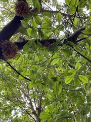 Planchonella obovata