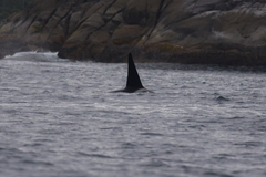 Orcinus orca